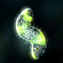 孢子进化模拟经营